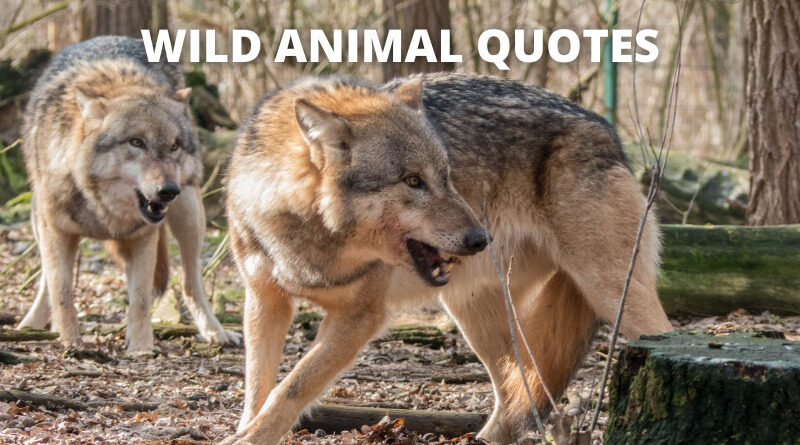 Wild Animal Quotes Featured