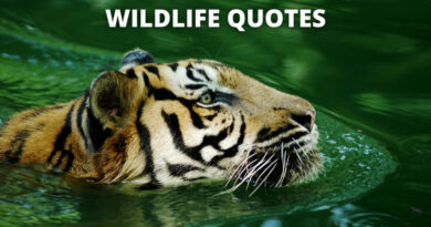 Wildlife Quotes Featured