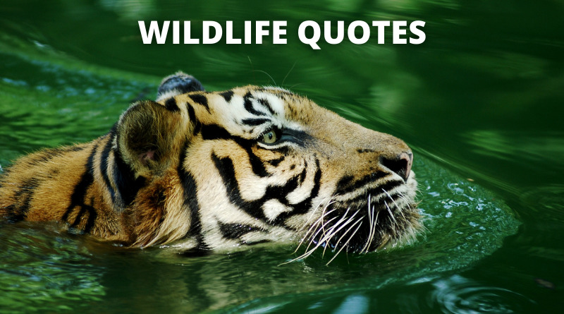 Wildlife Quotes Featured