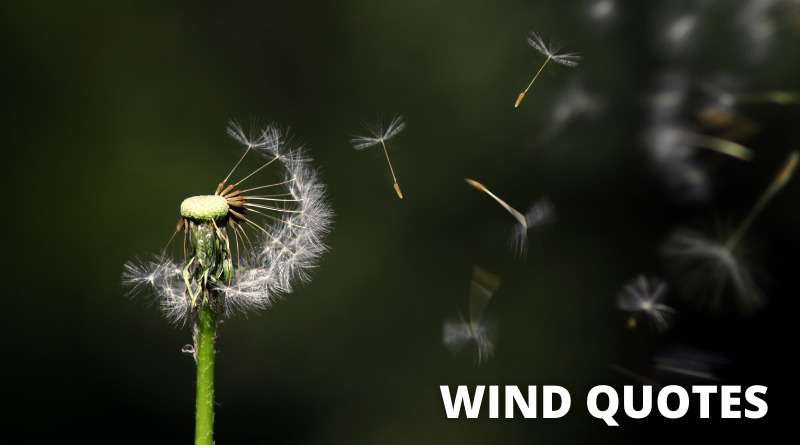 Wind Quotes Featured