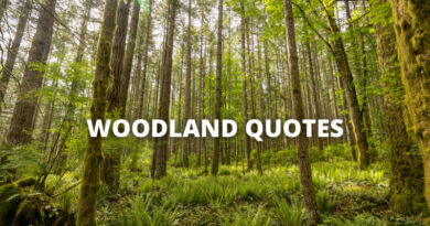 Woodland Quotes Featured