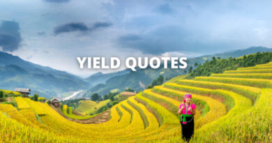 YIELD QUOTES featured