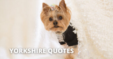 YORKSHIRE QUOTES featured