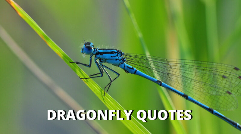 dragonfly quotes featured
