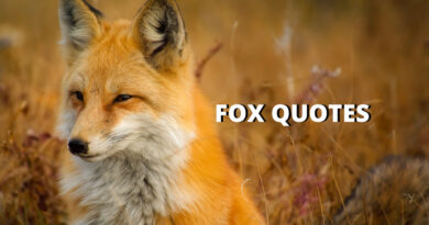 fox quotes featured