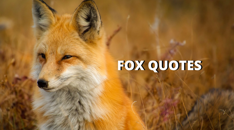 fox quotes featured