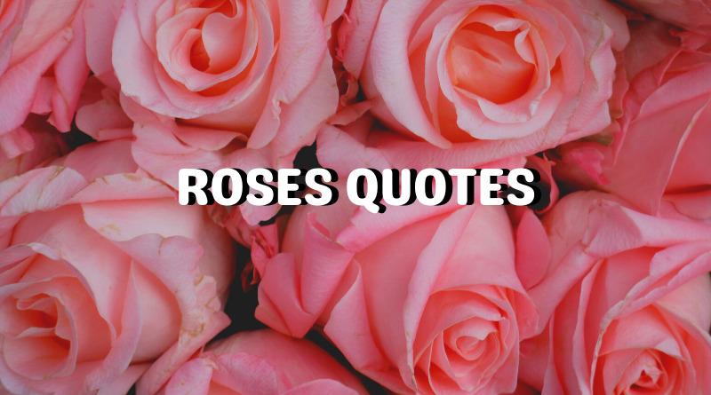roses quotes featured