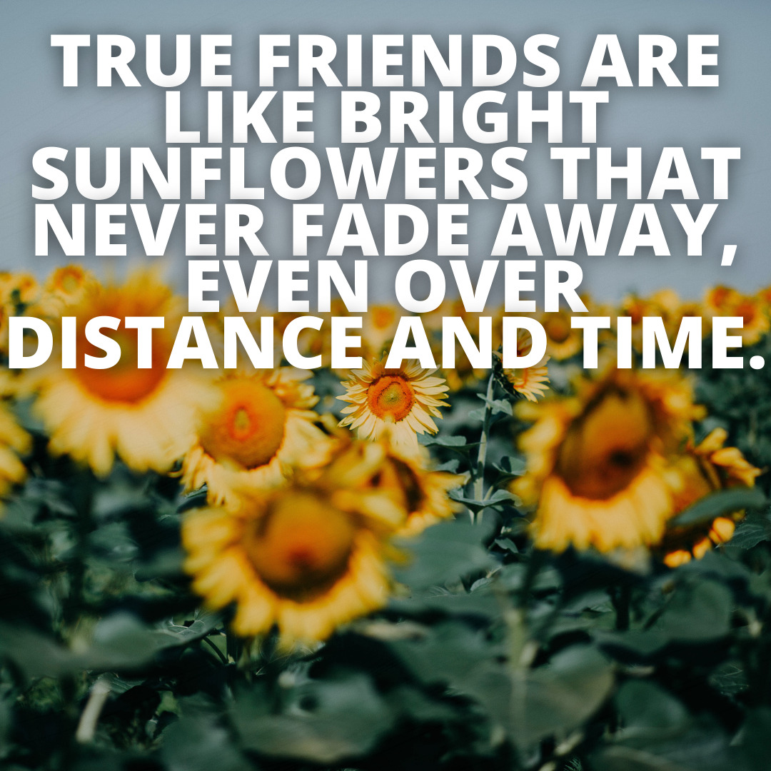 true friends sunflower quotes motivation