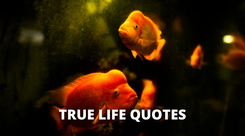 true life Quotes featured.png
